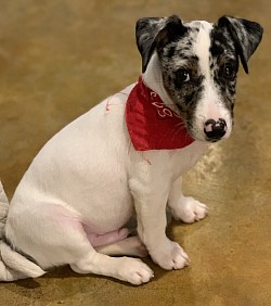 Merle Jack Russell puppy